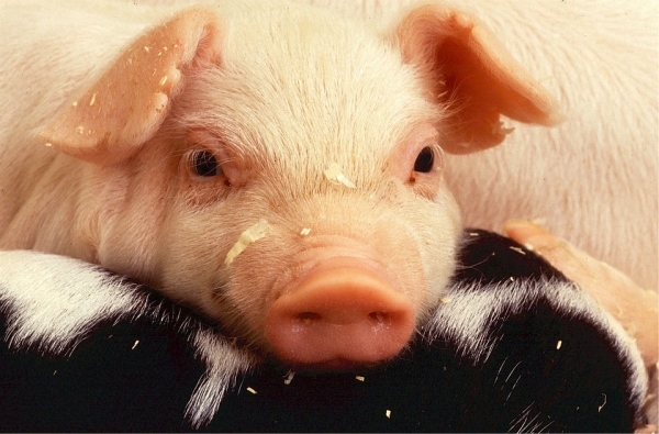 ▲ 인간과 돼지는 전략적으로 제휴를 맺어 왔다(출처-Pixabay)